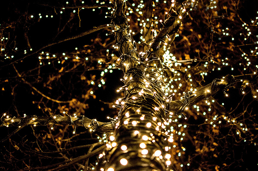 tree wrapped in christmas lights